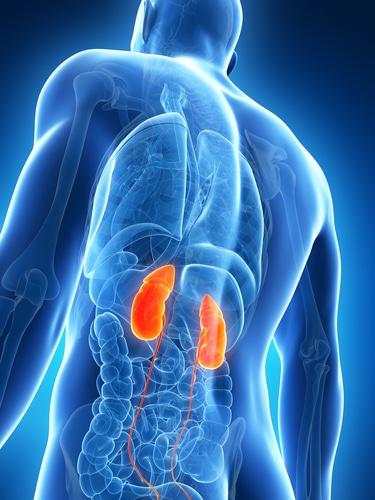 kidney health