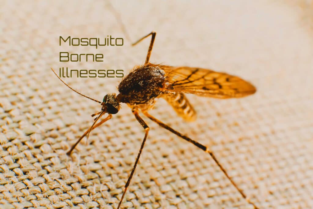 Mosquito Borne Illnesses: What You Need To Know