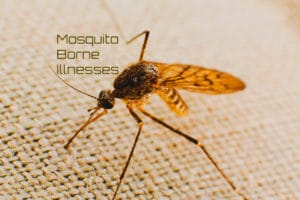 Mosquito borne illnesses