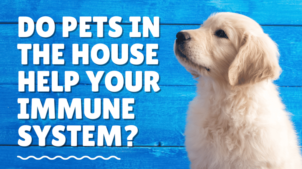 Do Pets In The House Help Your Immune System? - Walkin Lab