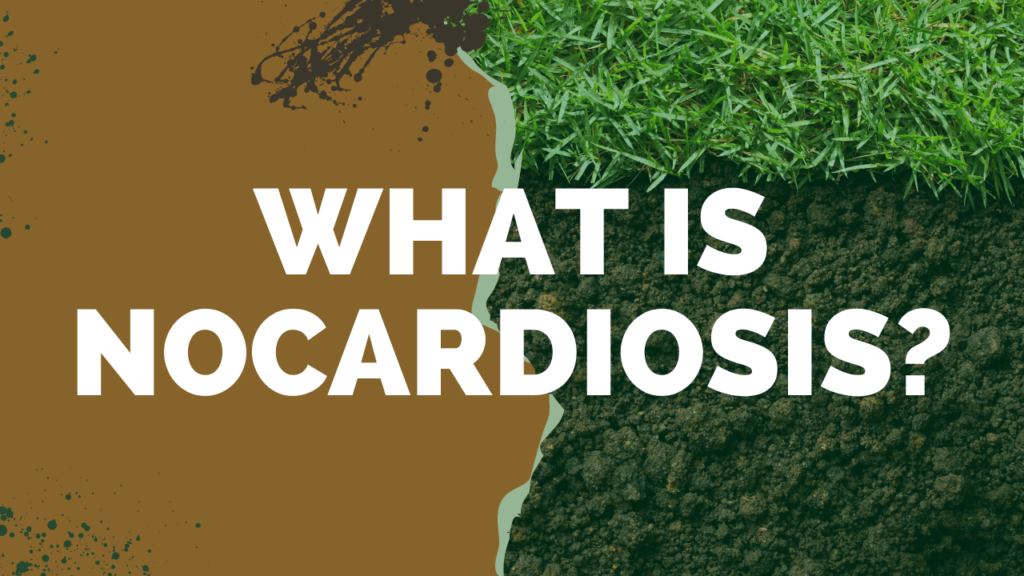 What is Nocardiosis?