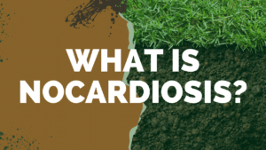 What is nocardiosis?