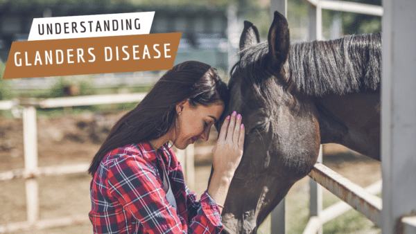 Understand glanders disease