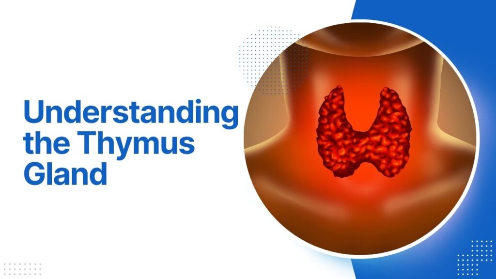 Understanding the Thymus Gland